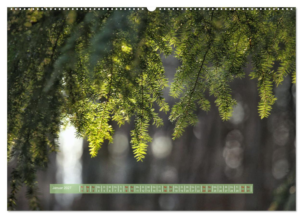 Zauber des Lichts (CALVENDO Premium Wandkalender 2027)