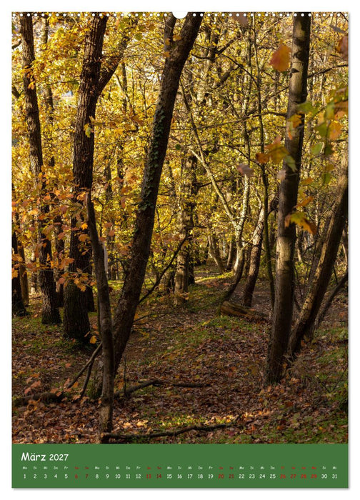 Ich bin dann mal im Wald (CALVENDO Premium Wandkalender 2027)