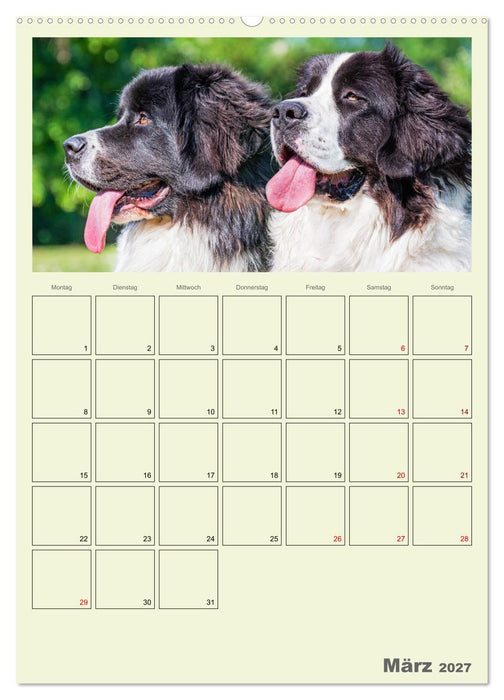 Faszination Landseer - Mit Plan durch das Jahr (CALVENDO Wandkalender 2027)