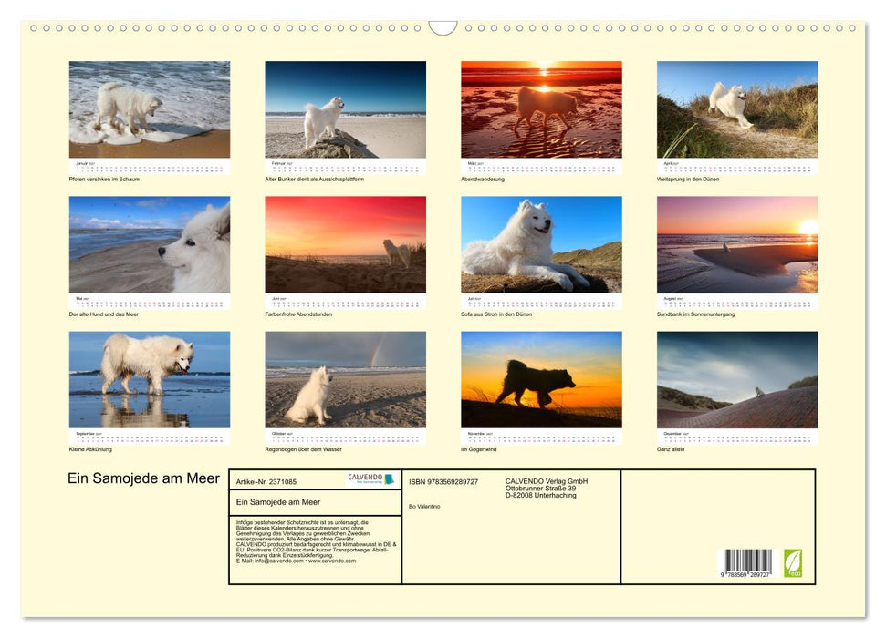 Ein Samojede am Meer (CALVENDO Wandkalender 2027)
