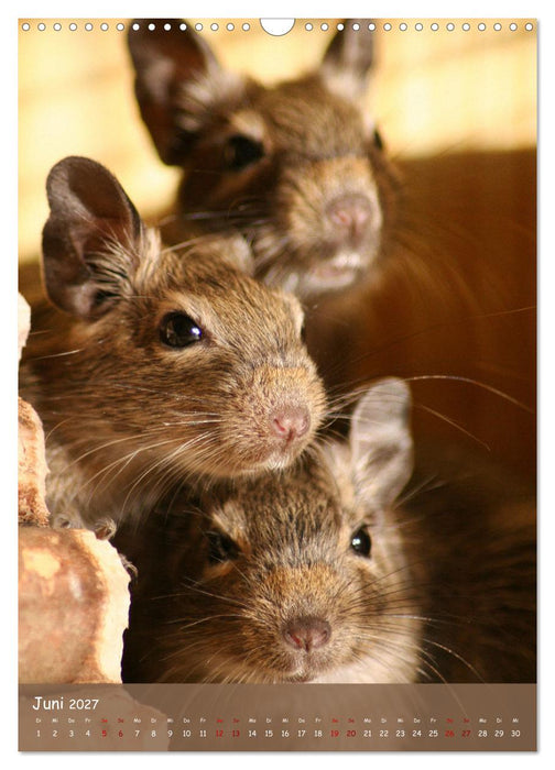 Degus - Winzlinge mit großem Herz (CALVENDO Wandkalender 2027)
