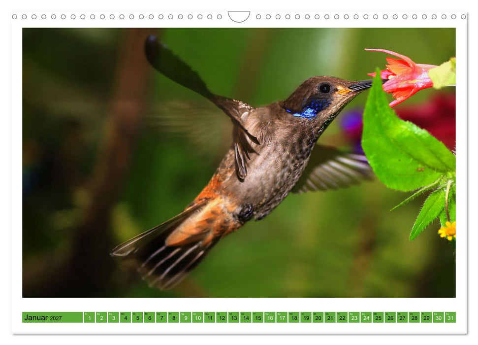 Kolibris; Anmut, Schönheit, Farben (CALVENDO Wandkalender 2027)
