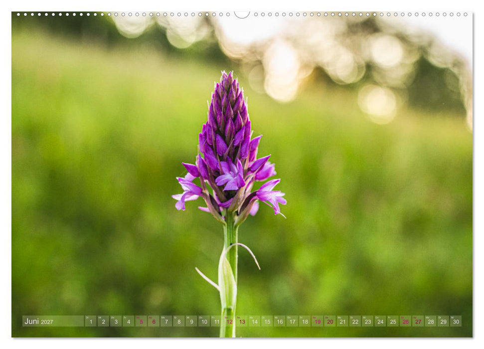 Orchideenzeit auf der Schwäbischen Alb (CALVENDO Premium Wandkalender 2027)
