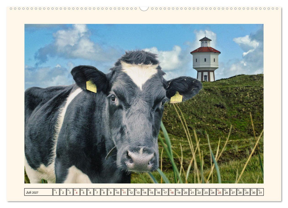 Glückliche Rinder auf saftigen Weiden (CALVENDO Premium Wandkalender 2027)