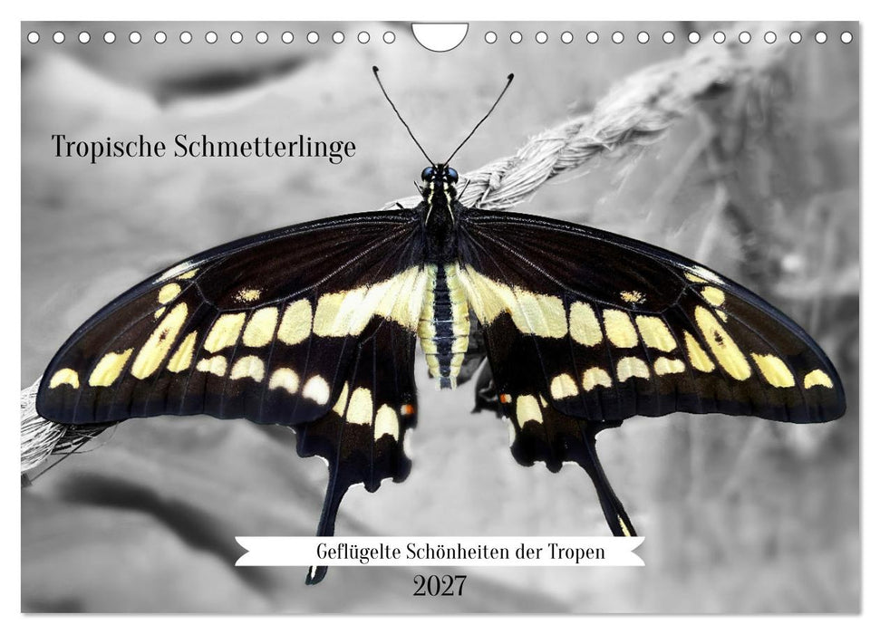 Geflügelte Schönheiten der Tropen (CALVENDO Wandkalender 2027)
