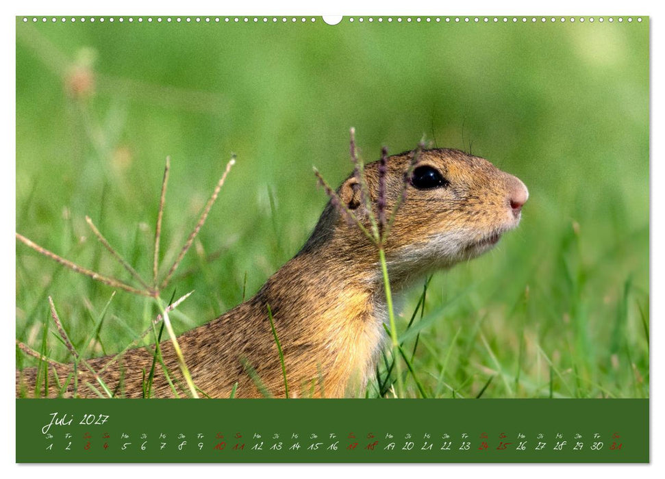 Ziesel auf Augenhöhe (CALVENDO Premium Wandkalender 2027)