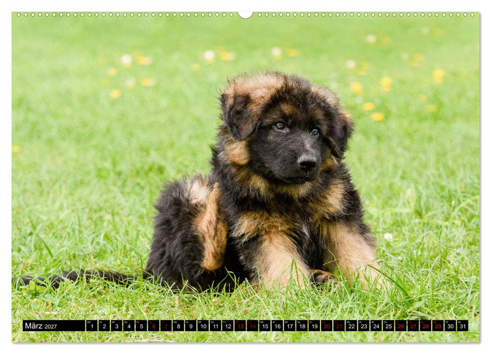 Langstockhaar - Schäferhund - Babys (CALVENDO Premium Wandkalender 2027)