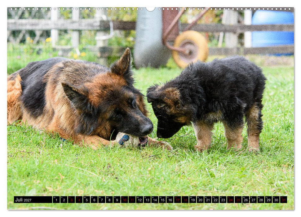 Langstockhaar - Schäferhund - Babys (CALVENDO Premium Wandkalender 2027)