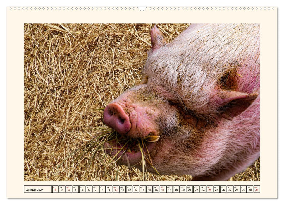 Tierische Schweinereien (CALVENDO Wandkalender 2027)