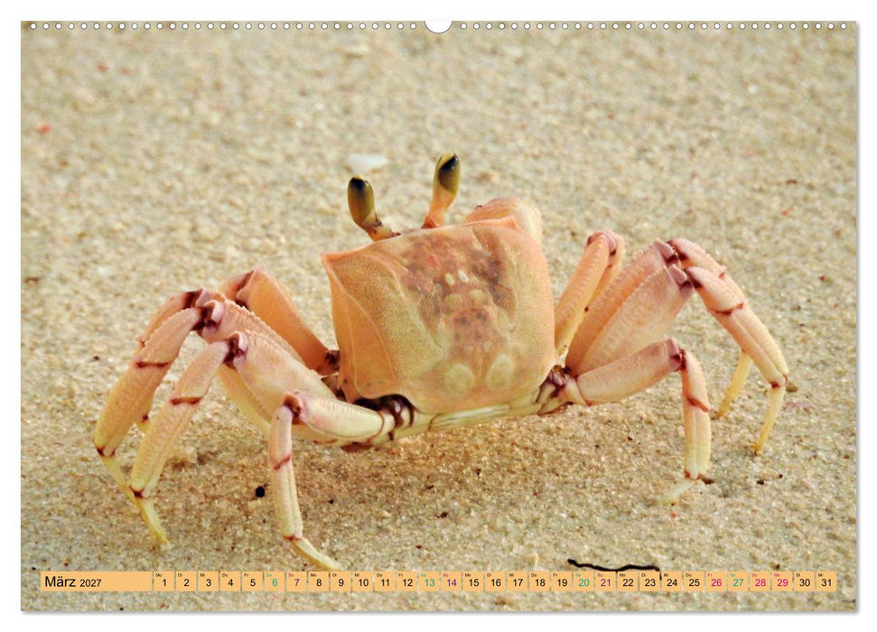 DIANI BEACH Strand Impressionen Kenia (CALVENDO Premium Wandkalender 2027)