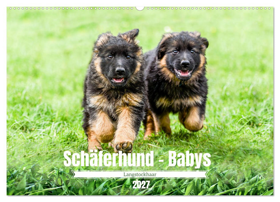 Langstockhaar - Schäferhund - Babys (CALVENDO Wandkalender 2027)