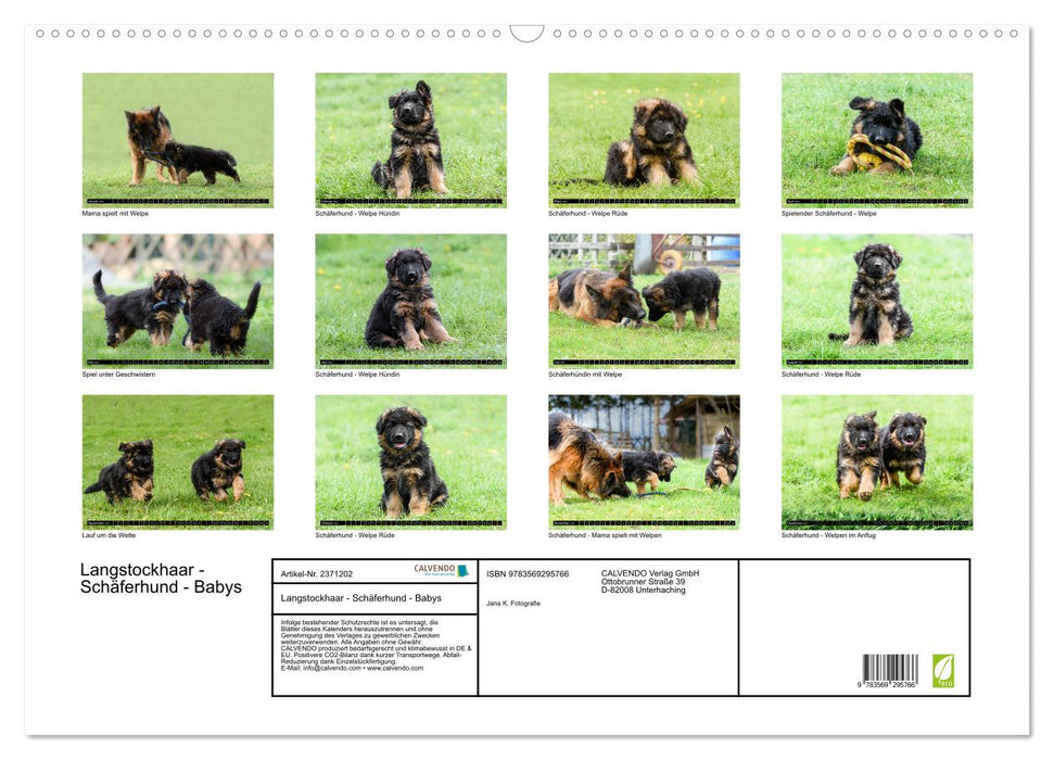 Langstockhaar - Schäferhund - Babys (CALVENDO Wandkalender 2027)
