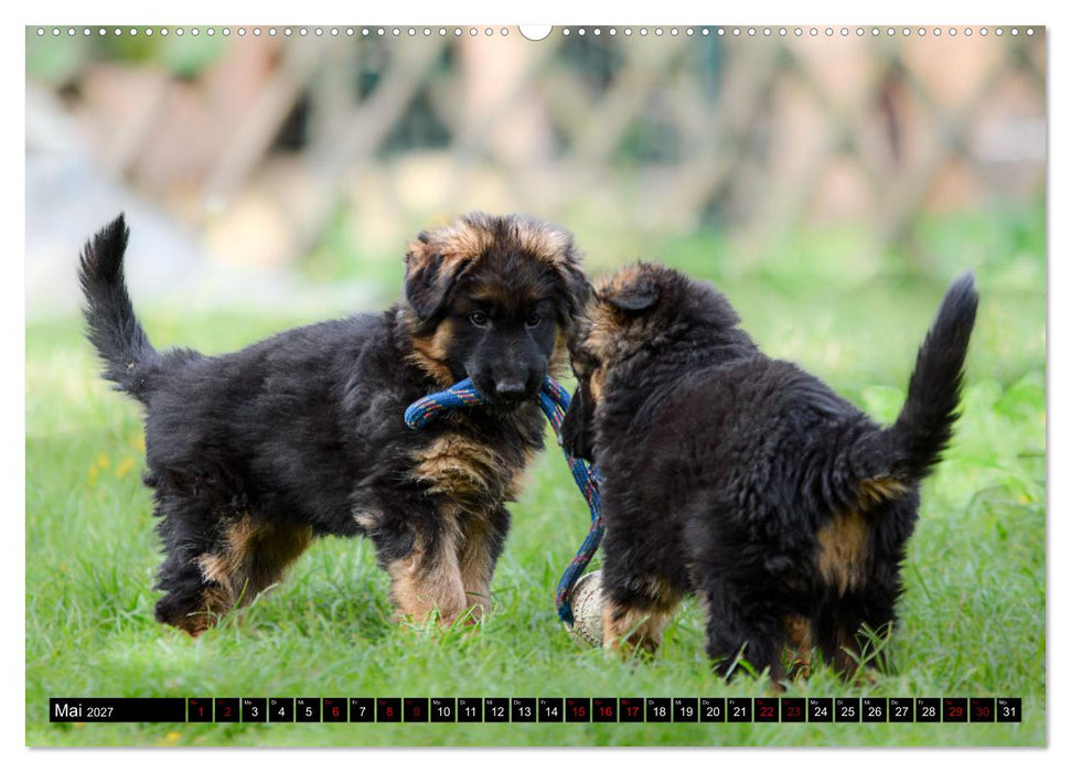 Langstockhaar - Schäferhund - Babys (CALVENDO Wandkalender 2027)
