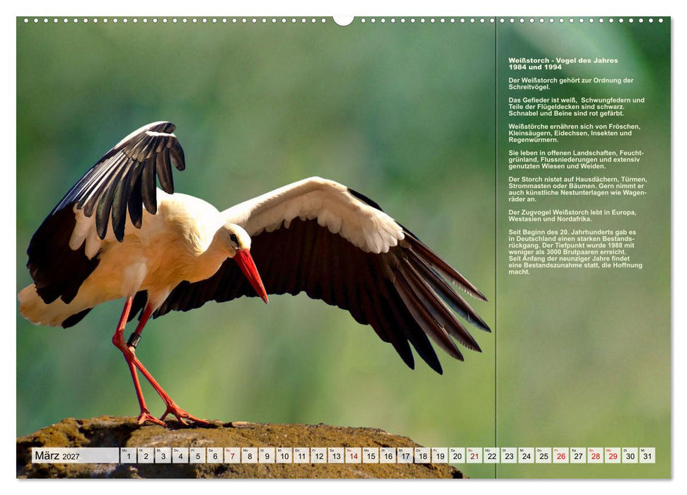 Heimische Vögel des Jahres (CALVENDO Premium Wandkalender 2027)