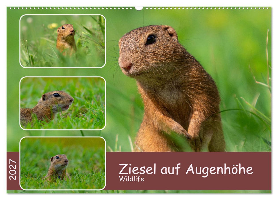 Ziesel auf Augenhöhe (CALVENDO Wandkalender 2027)