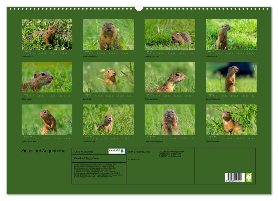 Ziesel auf Augenhöhe (CALVENDO Wandkalender 2027)