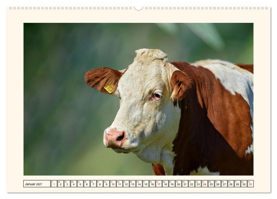 Glückliche Rinder auf saftigen Weiden (CALVENDO Wandkalender 2027)