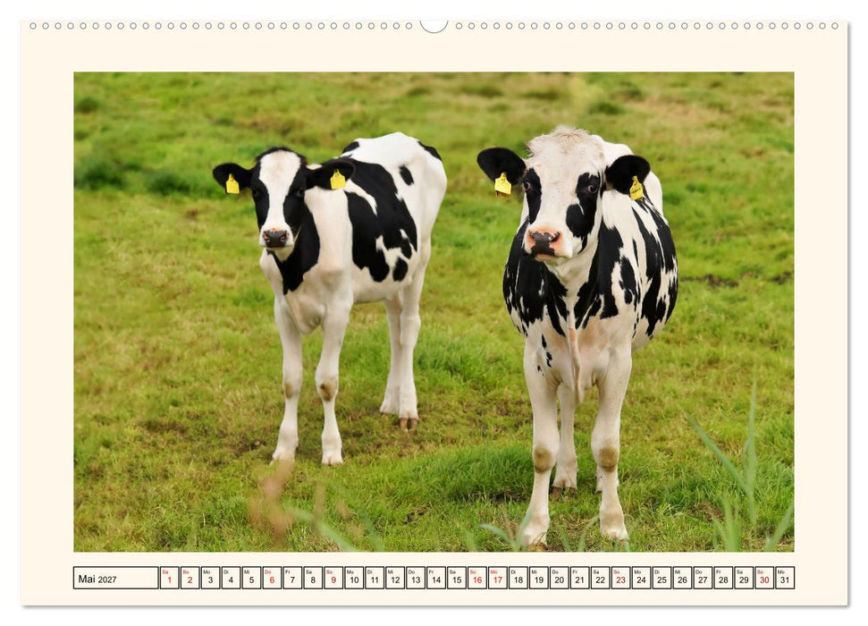 Glückliche Rinder auf saftigen Weiden (CALVENDO Wandkalender 2027)