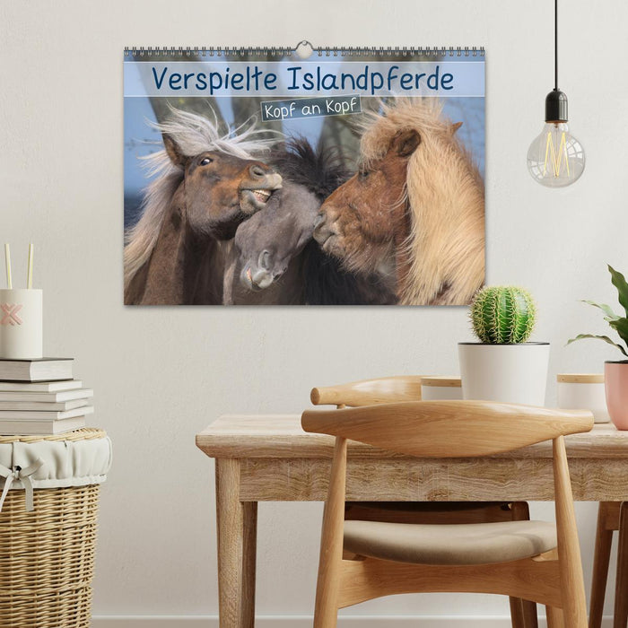 Verspielte Islandpferde Kopf an Kopf (CALVENDO Wandkalender 2027)