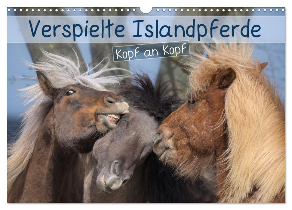 Verspielte Islandpferde Kopf an Kopf (CALVENDO Wandkalender 2027)