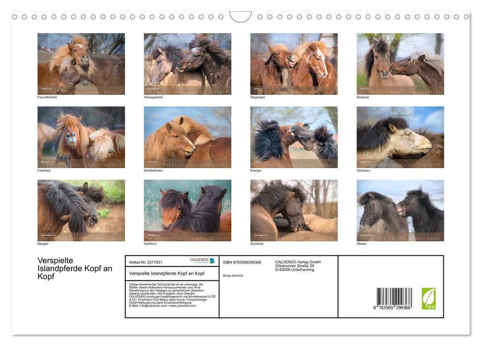 Verspielte Islandpferde Kopf an Kopf (CALVENDO Wandkalender 2027)