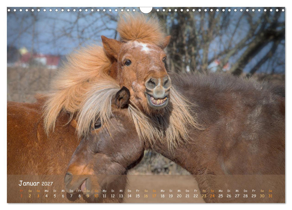 Verspielte Islandpferde Kopf an Kopf (CALVENDO Wandkalender 2027)