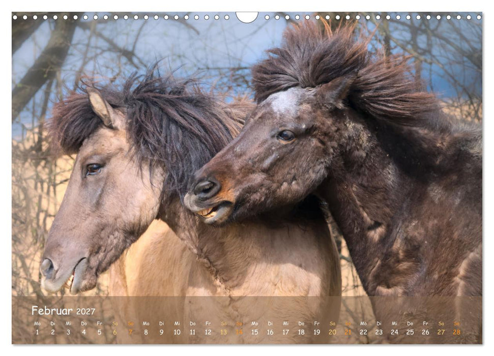 Verspielte Islandpferde Kopf an Kopf (CALVENDO Wandkalender 2027)