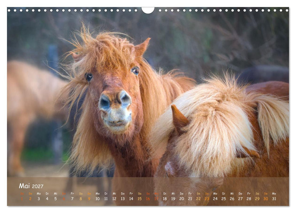 Verspielte Islandpferde Kopf an Kopf (CALVENDO Wandkalender 2027)