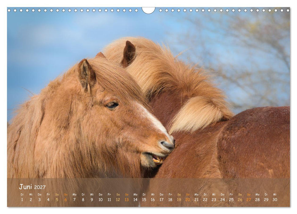 Verspielte Islandpferde Kopf an Kopf (CALVENDO Wandkalender 2027)