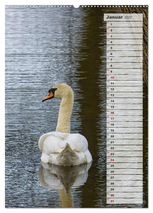 Stolze Schwäne (CALVENDO Premium Wandkalender 2027)