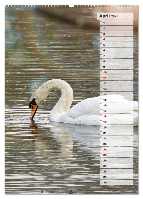 Stolze Schwäne (CALVENDO Premium Wandkalender 2027)