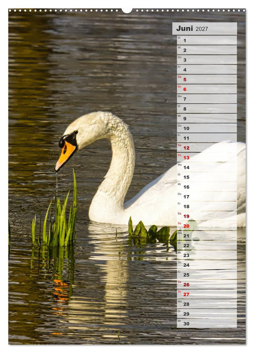 Stolze Schwäne (CALVENDO Premium Wandkalender 2027)