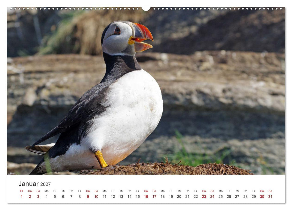 Papageitaucher - Clowns der nordischen Vogelwelt (CALVENDO Wandkalender 2027)