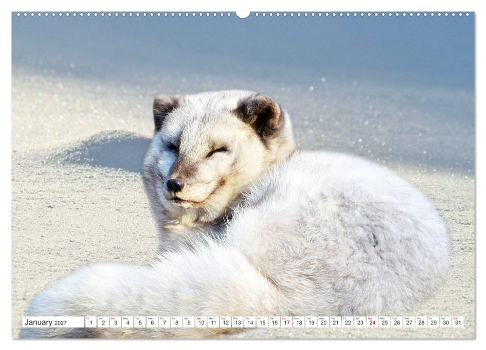 Wildlife of the Tundra (CALVENDO Premium-Calendar 2027)