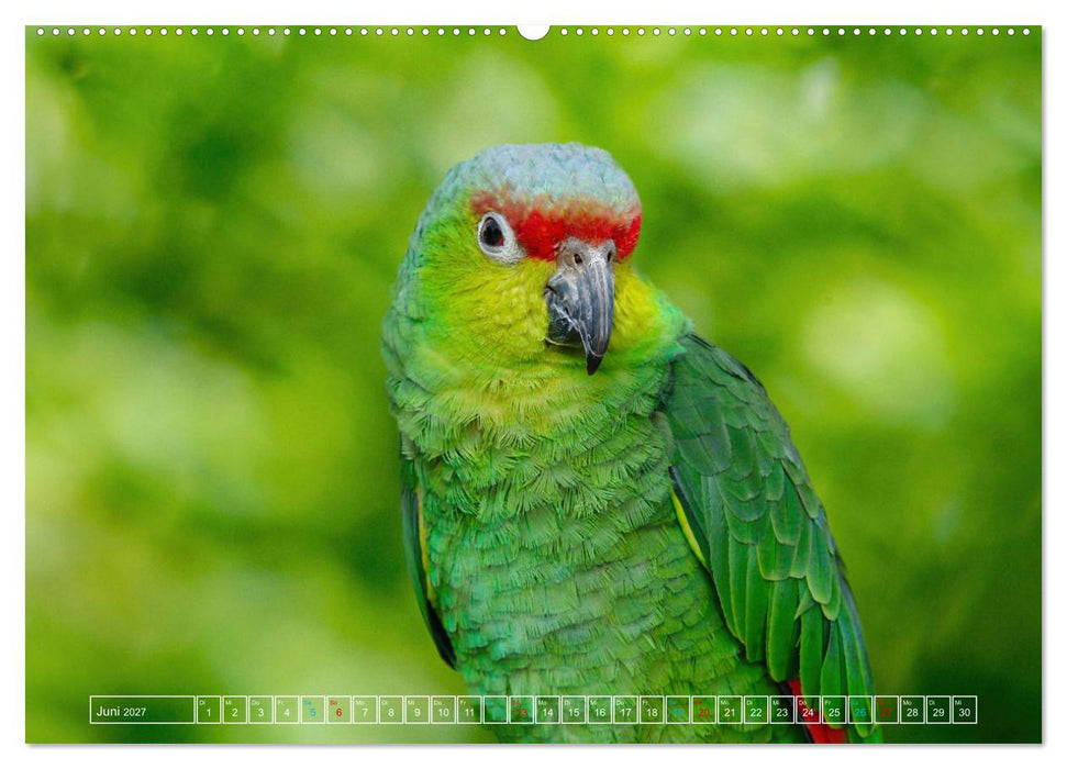 Die bunte Welt der Vögel (CALVENDO Premium Wandkalender 2027)