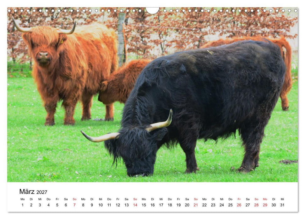 Zottelige Schotten (CALVENDO Wandkalender 2027)