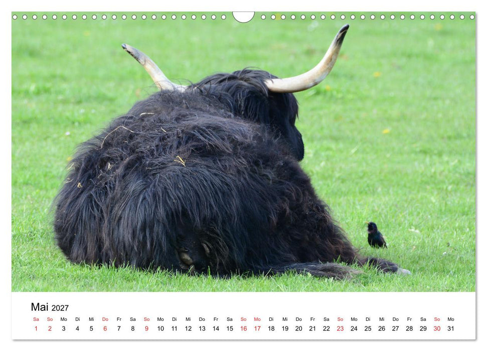 Zottelige Schotten (CALVENDO Wandkalender 2027)