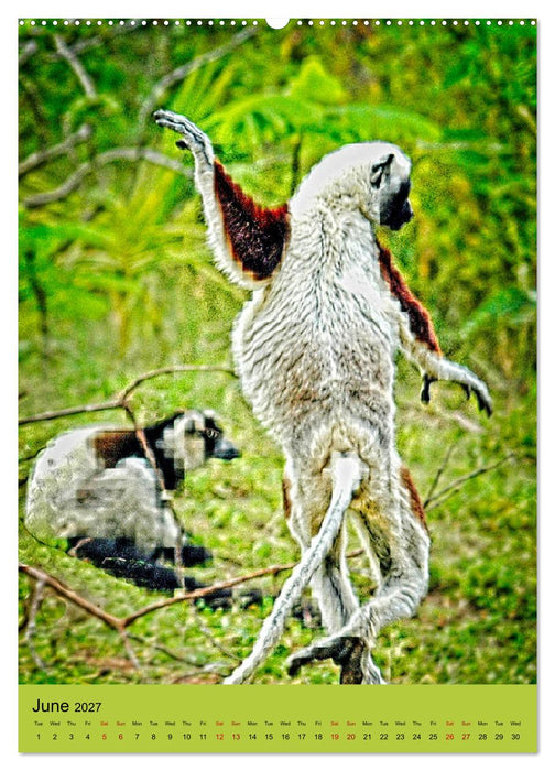 Adorable lemurs (CALVENDO Monthly Calendar 2027)