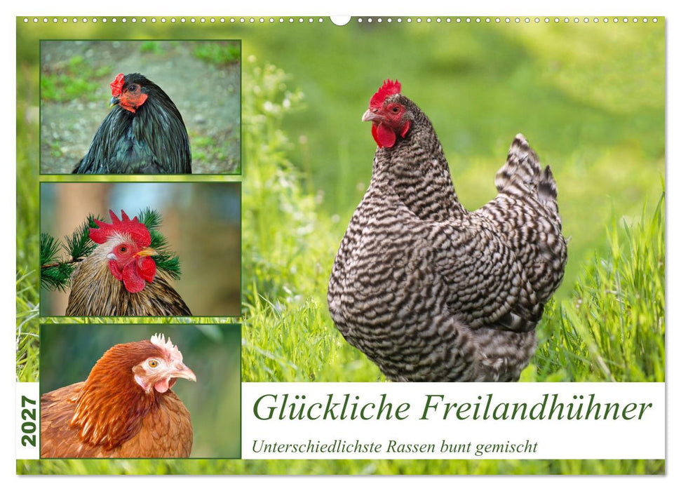 Glückliche Freilandhühner (CALVENDO Wandkalender 2027)