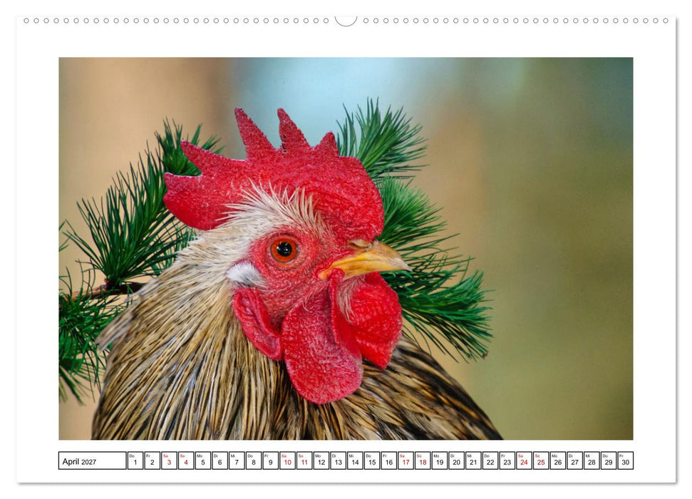 Glückliche Freilandhühner (CALVENDO Wandkalender 2027)