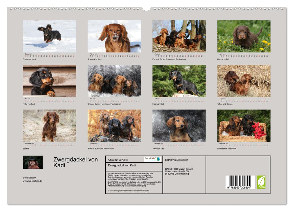 Zwergdackel von Kadi (CALVENDO Premium Wandkalender 2027)
