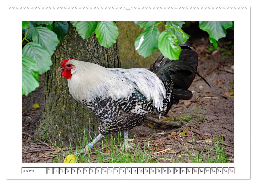 Glückliche Freilandhühner (CALVENDO Premium Wandkalender 2027)