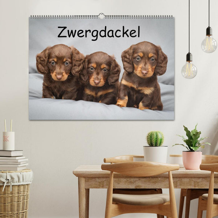 Zwergdackel von Kadi (CALVENDO Wandkalender 2027)