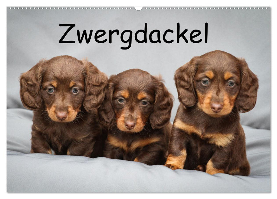 Zwergdackel von Kadi (CALVENDO Wandkalender 2027)