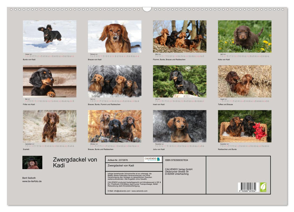 Zwergdackel von Kadi (CALVENDO Wandkalender 2027)