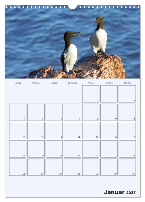 Wildes Leben auf Helgoland (CALVENDO Wandkalender 2027)