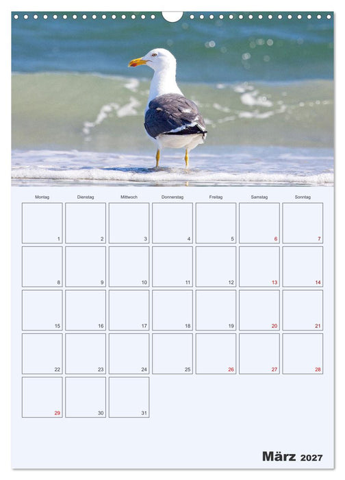 Wildes Leben auf Helgoland (CALVENDO Wandkalender 2027)
