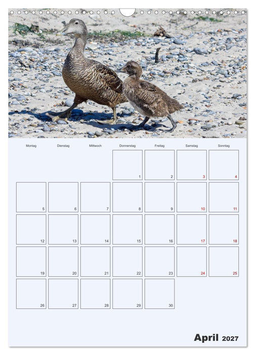 Wildes Leben auf Helgoland (CALVENDO Wandkalender 2027)