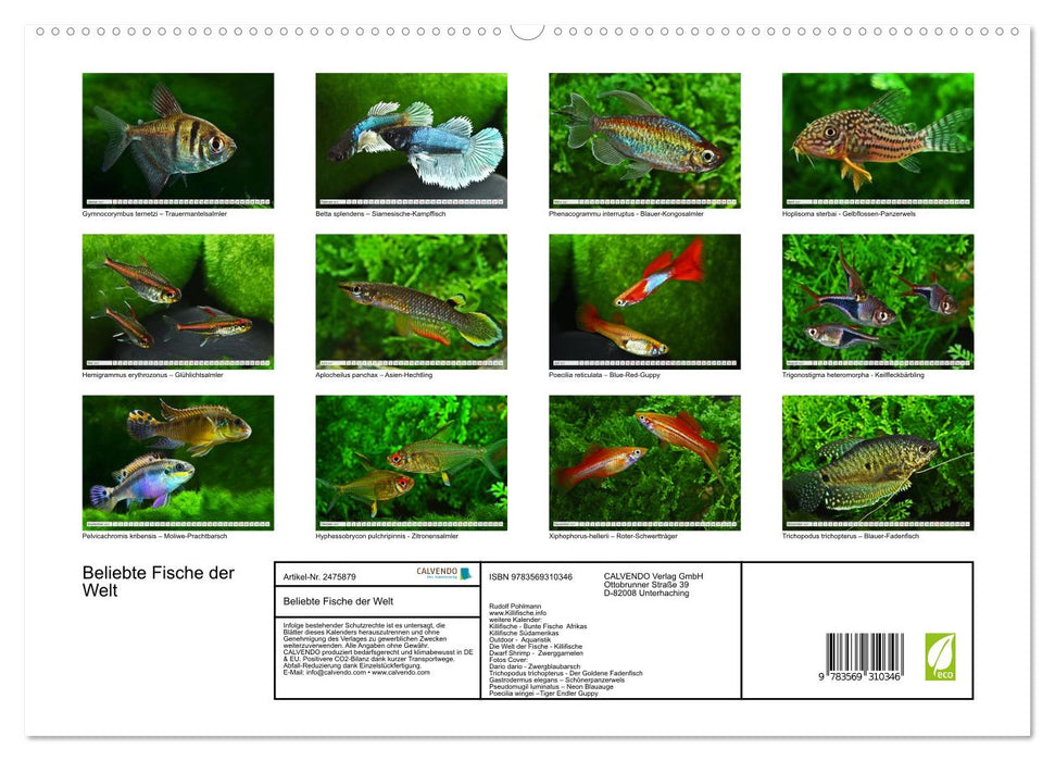 Beliebte Fische der Welt (CALVENDO Premium Wandkalender 2027)