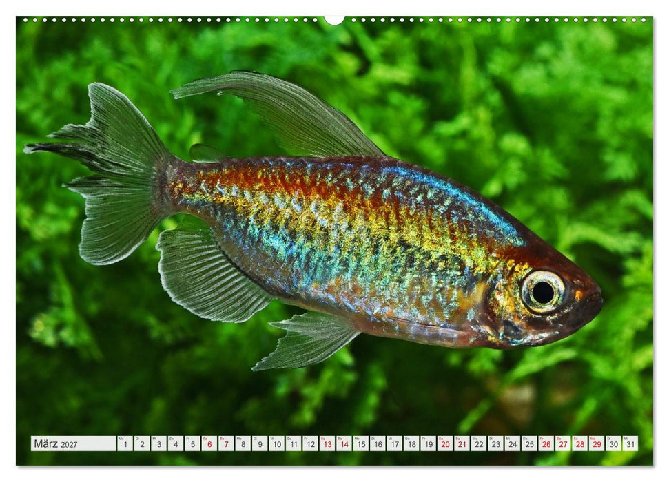 Beliebte Fische der Welt (CALVENDO Premium Wandkalender 2027)